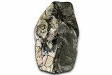 Fossil Ammonite (Placenticeras) Spiral Section - Elk Creek #326510-2
